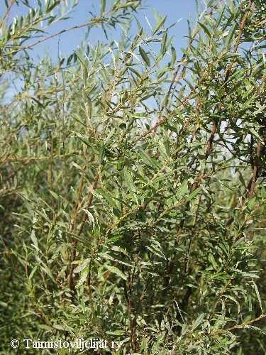 Salix repens ssp. rosmarinifolia